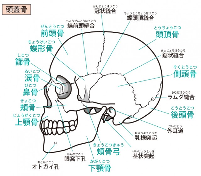 頭蓋骨