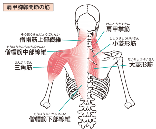 肩の筋肉