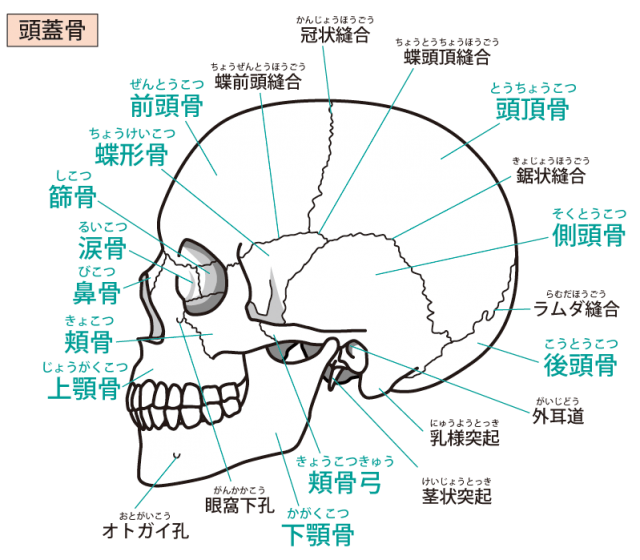 頭蓋骨