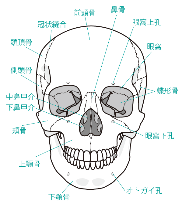 頭蓋骨