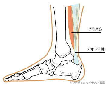 アキレス腱