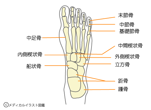 足関節