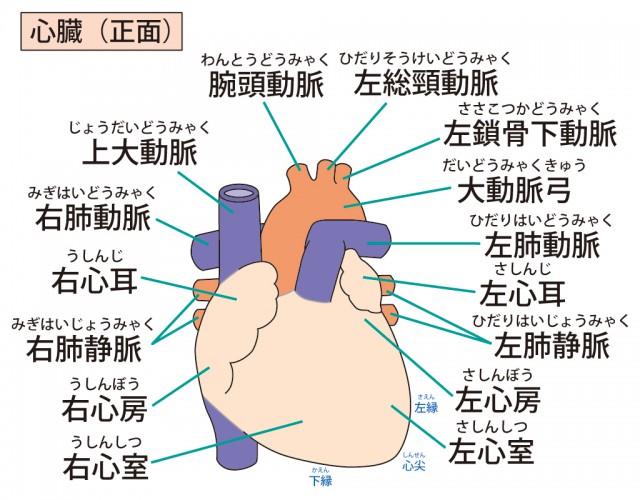 心臓