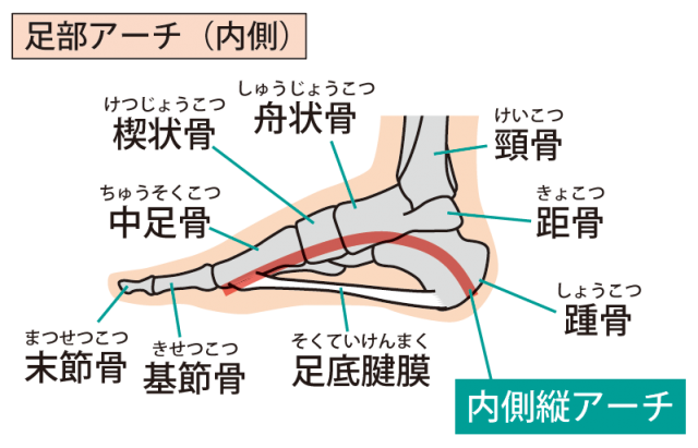 足アーチ内側