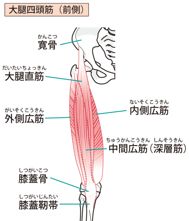 大腿四頭筋