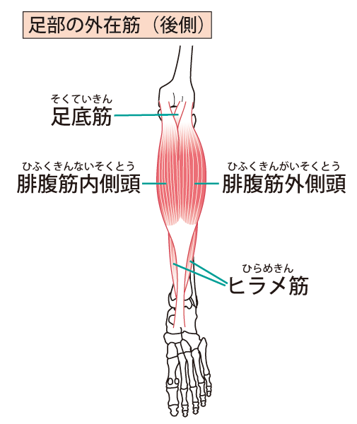 下腿の筋肉