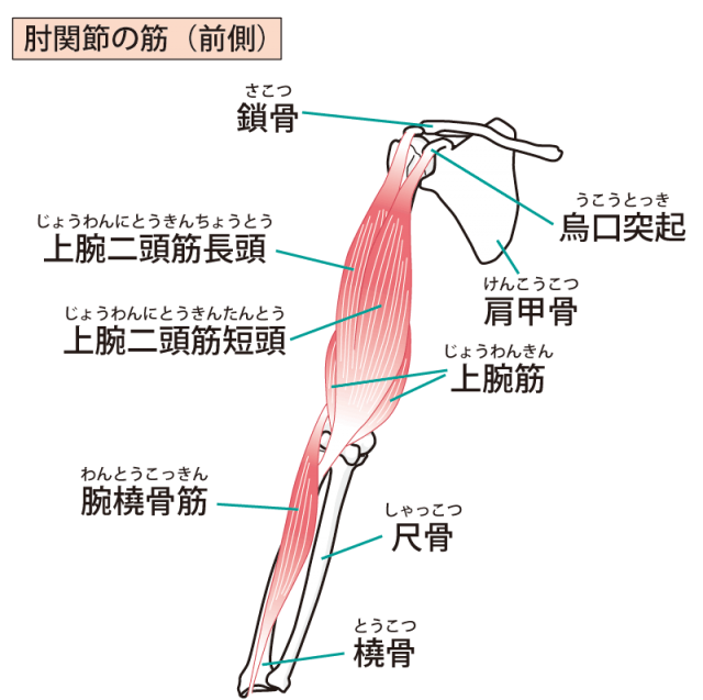 肘関節