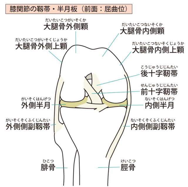 膝関節