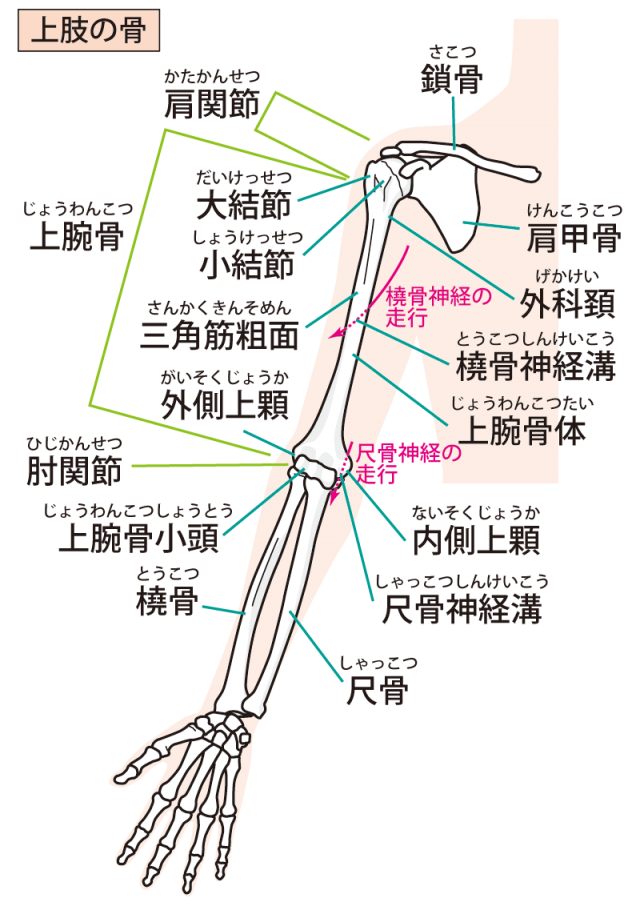 肩が痛い女性