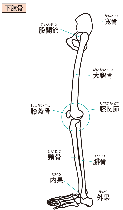 下肢の骨