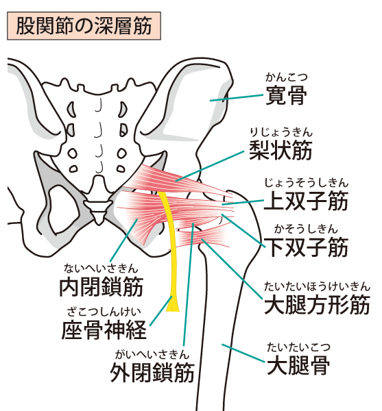 骨盤周辺の骨