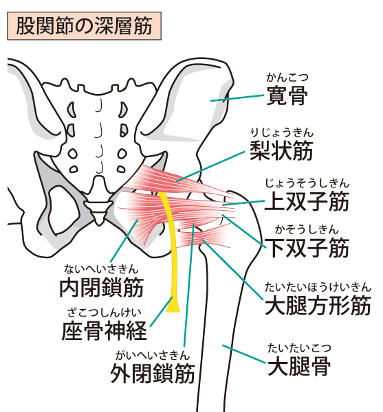 骨盤の深層筋