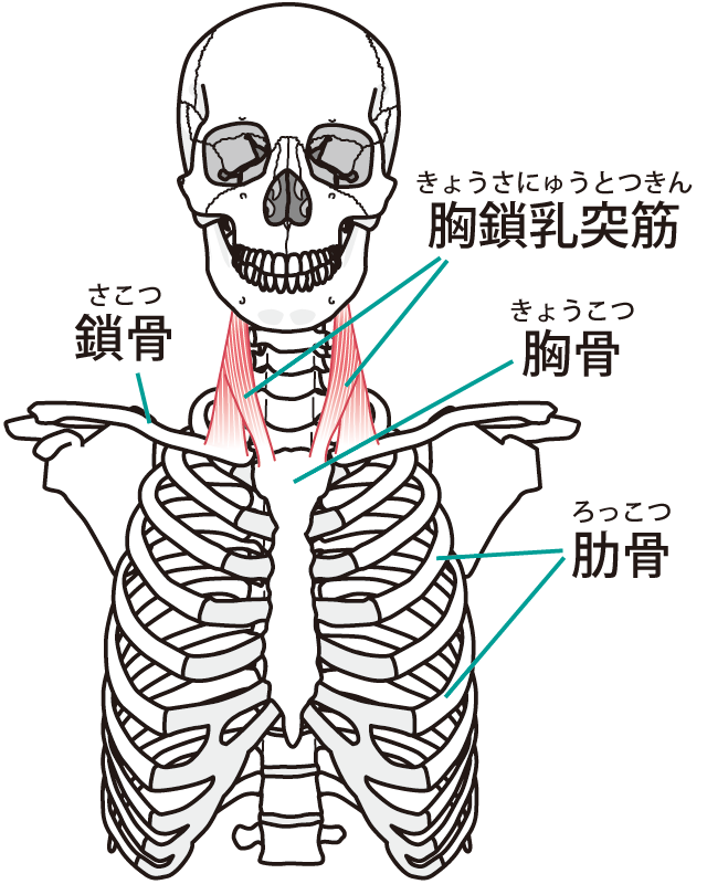 胸鎖乳突筋