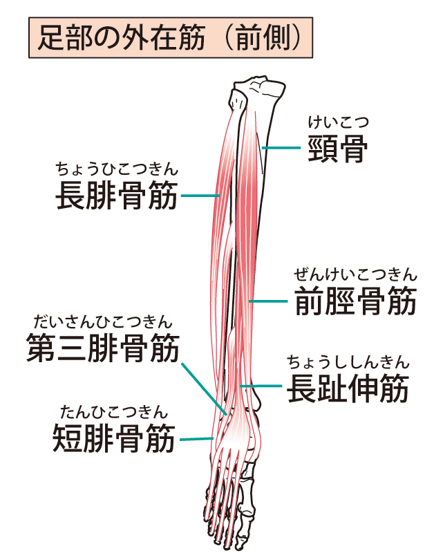 足の甲