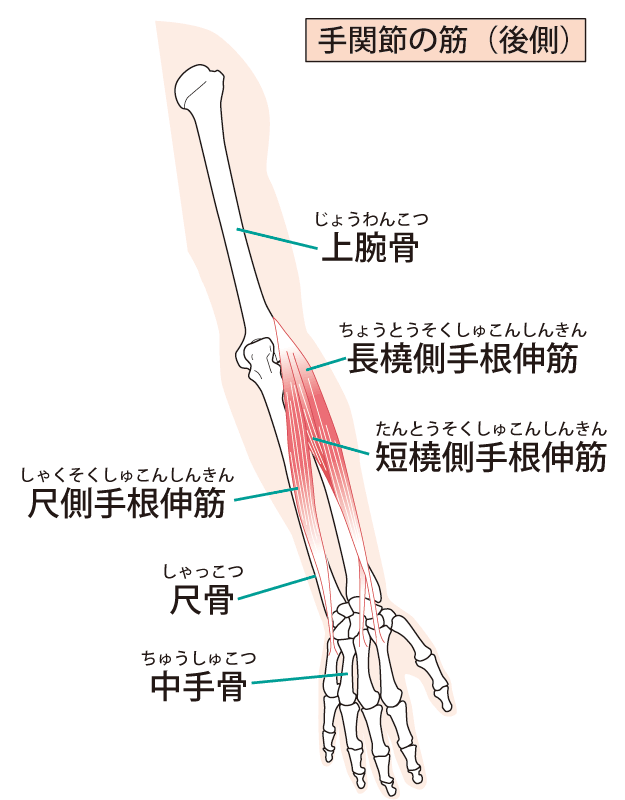 手から腕にかけての骨