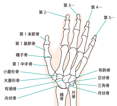 手の骨