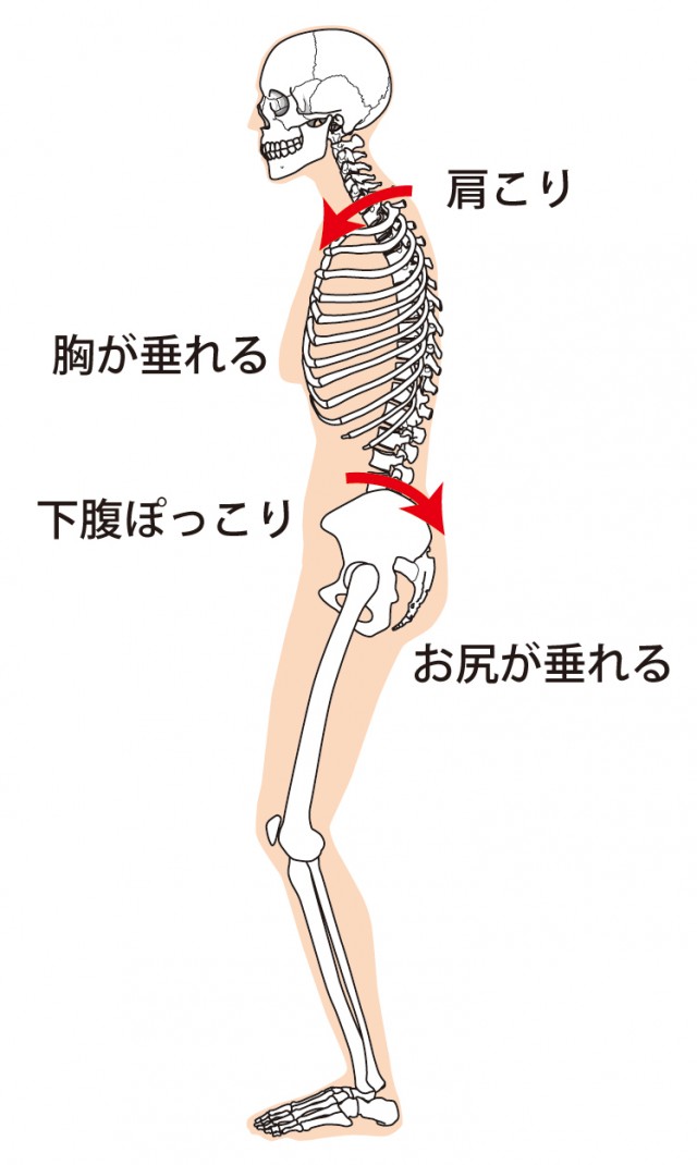 猫背の骨格