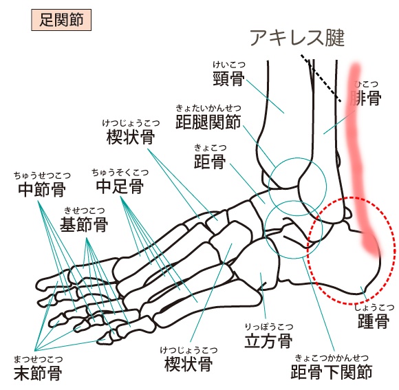 ふくらはぎの筋肉